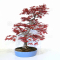 Acer palmatum deshojo23040212