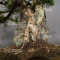 PT juniperus chinensis itoigawa 30070217