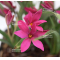 rhodohypoxis "pink shot" pot 1,4 litre