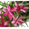 rhodohypoxis "donald man" pot 1,4 litre