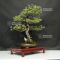 Pinus pentaphylla 17090215