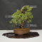 juniperus chinensis itoigawa 05110214