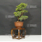 VENDU juniperus chinensis itoigawa 5110216