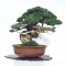 VENDU juniperus chinensis itoigawa 12110215
