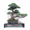 VENDU Pinus pentaphylla du Japon 12110218