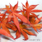 cascade ruby ® variété protégée