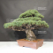 Pinus pentaphylla du Japon 4060211