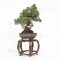 Juniperus chinensis  1703221