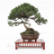 VENDU Juniperus chinensis itoigawa 17030222