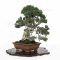 Juniperus chinensis itoigawa 17030223