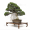 juniperus chinensis itoigawa 170302211
