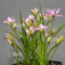 rhodohypoxis "fairy kisses" pot 1,4 litre