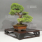 juniperus chinensis itoigawa ref 03060224
