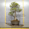 Pinus pentaphylla variété zuisho ref:11040222