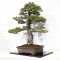 Pinus pentaphylla 07040221