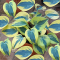 Hosta Autumn frost 3liter pot