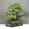 VENDU Pinus pentaphylla ref : 28070222