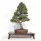 VENDU Pinus pentaphylla kokonoe 12090221