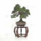 Juniperus chinensis itoigawa 27100225