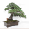 Pinus pentaphylla 17040223