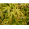 acer palmatum golden falls