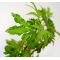 acer palmatum ANNE IRENE ®