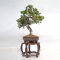 juniperus chinensis itoigawa ref : 03030231