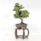 juniperus chinensis itoigawa ref : 03030232