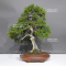 juniperus chinensis ref: 30080231