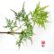 Acer palmatum emerald lace en godet