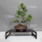 juniperus chinensis itoigawa ref : 08090231