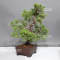 juniperus chinensis itoigawa 08090238