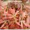Acer palmatum jerry schwartz  in plastic pot