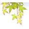 Acer palmatum 'Little Princess'