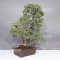 Pinus pentaphylla zuisho ref :07011239