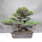 PT Pinus pentaphylla du Japon 1711236