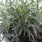 ficinia truncata ice crystal pot 2 litres
