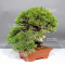 VENDU juniperus chinensis itoigawa ref: 05110242