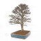 Acer buergerianum ref :21020253
