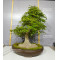 acer palmatum 150525