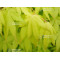 yellow cascade