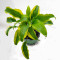 hosta monkey business