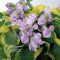 Hosta school mouse