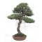 Pinus thunbergii ref:12070251