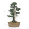 juniperus rigida ref: 19070252