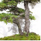 picea  jezoensis 28070252