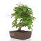 carpinus turczaninowii ref : 23070251
