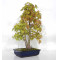 Acer palmatum ref: 23070252