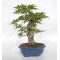 acer palmatum seigen  ref : 23070253