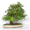acer palmatum beni chidori 23070255
